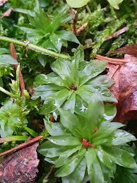 Attēlu rezultāti vaicājumam “Rhodobryum roseum”