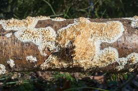 Attēlu rezultāti vaicājumam “Basidioradulum radula”