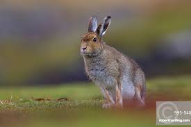 Attēlu rezultāti vaicājumam “Lepus timidus”