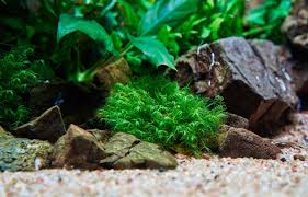 Attēlu rezultāti vaicājumam “Fissidens”