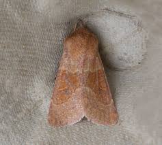 Attēlu rezultāti vaicājumam “Orthosia miniosa”