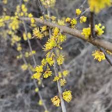Attēlu rezultāti vaicājumam “Betula pubescens flower”