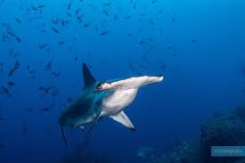 Image result for Sphyrna