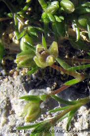 Attēlu rezultāti vaicājumam “Sagina procumbens fruit”