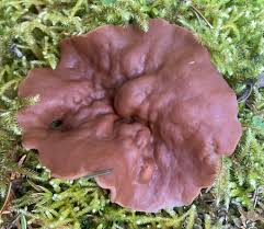 Attēlu rezultāti vaicājumam “Discina perlata”