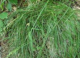 Attēlu rezultāti vaicājumam “Festuca altissima leaf”
