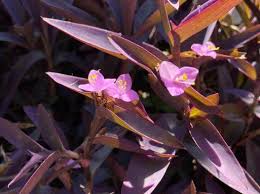 Attēlu rezultāti vaicājumam “Commelinaceae”