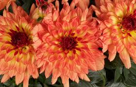 Image result for Dahlia hybrid.