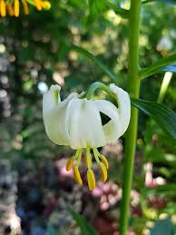 Image result for Lilium martagon Alba