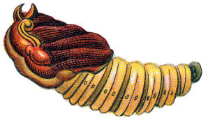 Attēlu rezultāti vaicājumam “Cossus cossus imago”