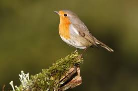 Attēlu rezultāti vaicājumam “Erithacus rubecula nest”