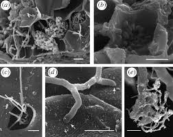 Attēlu rezultāti vaicājumam “Tritomaria exsectiformis cells”