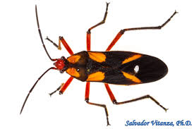 Attēlu rezultāti vaicājumam “Lygaeidae”