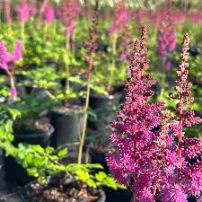 Attēlu rezultāti vaicājumam “Astilbe chinensis leaf”