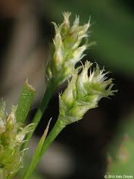 Attēlu rezultāti vaicājumam “Luzula multiflora fruit”