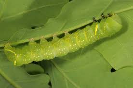 Attēlu rezultāti vaicājumam “Brachionycha nubeculosa”