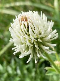 Attēlu rezultāti vaicājumam “Trifolium montanum fruit”