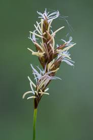 Attēlu rezultāti vaicājumam “Carex praecox”