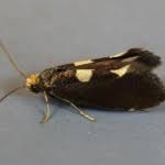 Attēlu rezultāti vaicājumam “Incurvaria oehlmanniella”