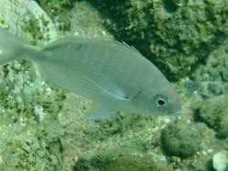 Image result for Diplodus capensis