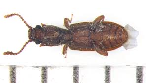 Attēlu rezultāti vaicājumam “Silvanidae”