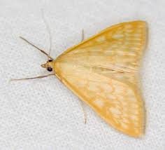 Attēlu rezultāti vaicājumam “Sitochroa verticalis”