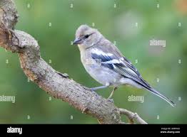 Attēlu rezultāti vaicājumam “Fringilla coelebs juvenile”