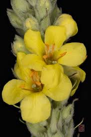 Attēlu rezultāti vaicājumam “Verbascum thapsus fruit”