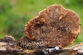 Attēlu rezultāti vaicājumam “Gloeophyllum trabeum”