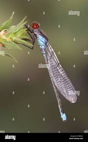 Attēlu rezultāti vaicājumam “Erythromma najas”