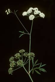 Attēlu rezultāti vaicājumam “Cicuta virosa”