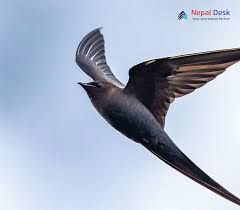 Image result for Apus pacificus