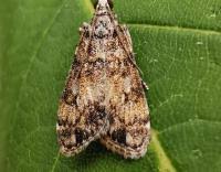 Attēlu rezultāti vaicājumam “Eudonia lacustrata”