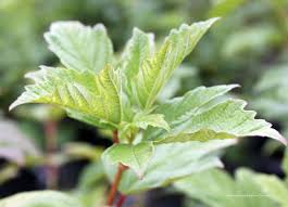 Attēlu rezultāti vaicājumam “Viburnum opulus leaf”