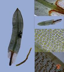 Attēlu rezultāti vaicājumam “Encalypta streptocarpa”