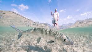 Image result for SHIRLEY SEA ANGLING CLUB