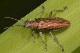 Attēlu rezultāti vaicājumam “Donacia”