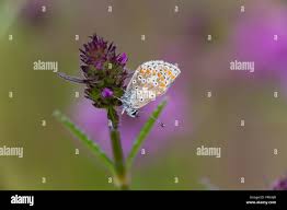 Attēlu rezultāti vaicājumam “Aricia artaxerxes  underside”