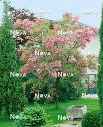 Attēlu rezultāti vaicājumam “Robinia neomexicana”