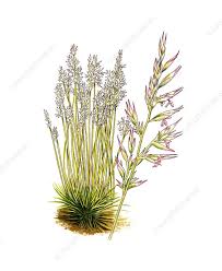 Attēlu rezultāti vaicājumam “Festuca ovina flower”