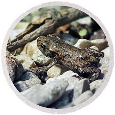 Attēlu rezultāti vaicājumam “Bufo bufo juvenile”