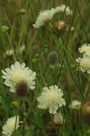 Image result for Scabiosa ochroleuca