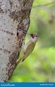 Attēlu rezultāti vaicājumam “Picus viridis nest”