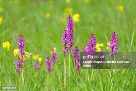 Attēlu rezultāti vaicājumam “Orchis mascula flower”