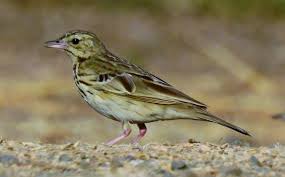 Attēlu rezultāti vaicājumam “Anthus trivialis”