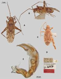 Attēlu rezultāti vaicājumam “Phytocoris sp.”