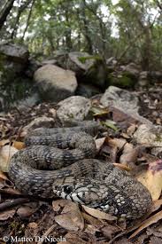 Attēlu rezultāti vaicājumam “Natrix natrix adult”