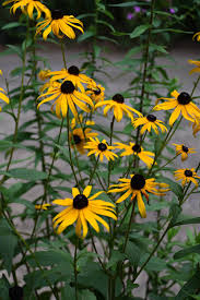 Attēlu rezultāti vaicājumam “Rudbeckia hirta var. hirta flower”