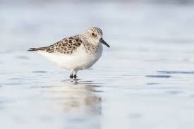 Attēlu rezultāti vaicājumam “Calidris alba”