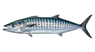 Image result for Acanthocybium solandri